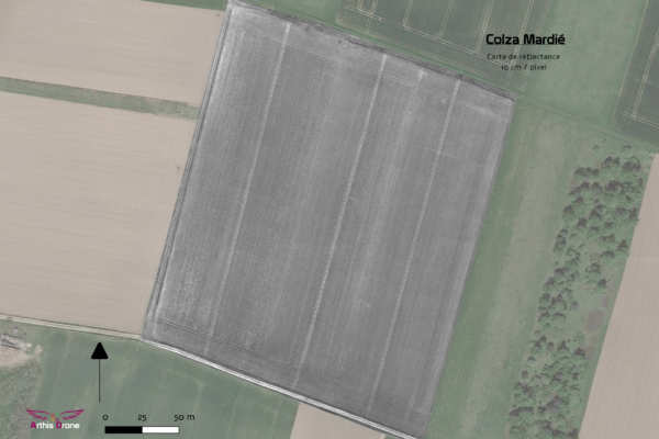 Export colza 7
