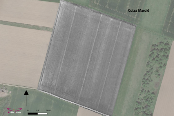 Export colza 3