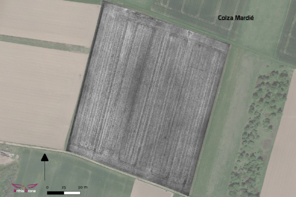 Export colza 2