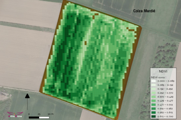 Export colza